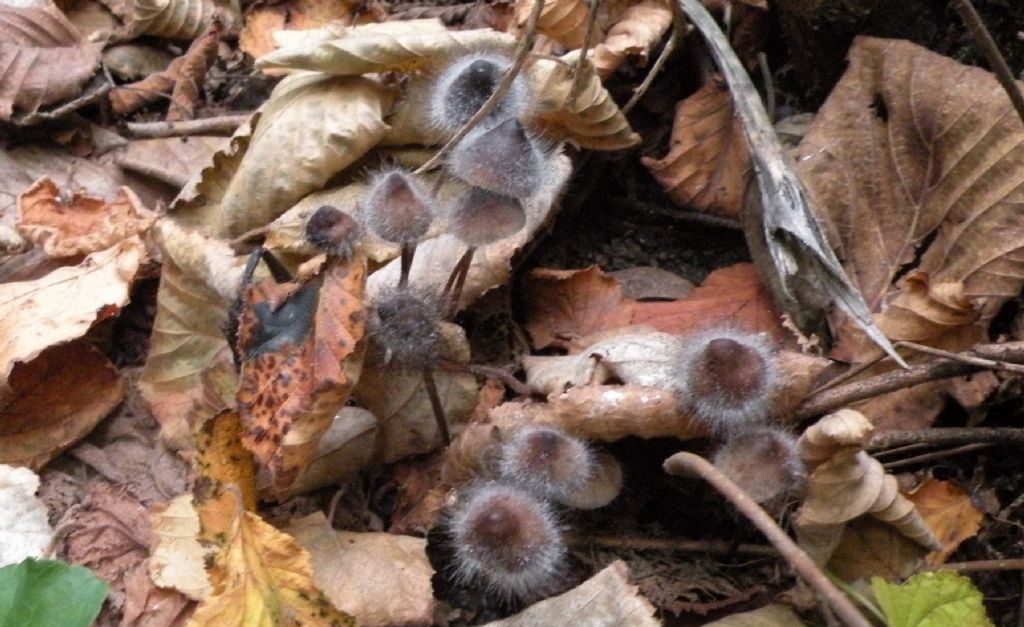 Funghi irsuti....